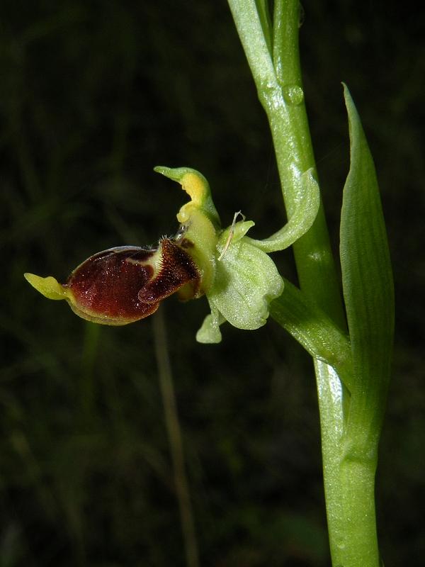 Ophrys scolopax Cav. Subsp. scolopax