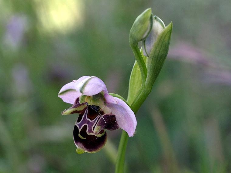 Ophrys scolopax subsp. cornuta (Steven) E.G. Camus