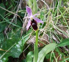 Ophrys Lunulata Parl.