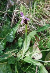 Ophrys Lunulata Parl.