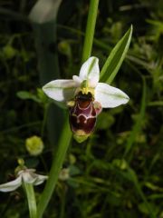 Ophrys scolopax Cav. Subsp. scolopax
