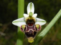 Ophrys scolopax Cav. Subsp. scolopax