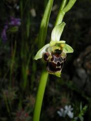 Ophrys scolopax Cav. Subsp. scolopax