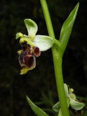 Ophrys scolopax Cav. Subsp. scolopax