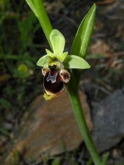 Ophrys scolopax Cav. Subsp. scolopax