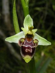 Ophrys scolopax Cav. Subsp. scolopax