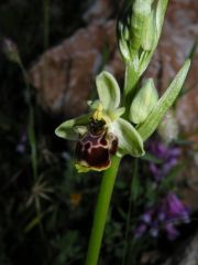 Ophrys scolopax Cav. Subsp. scolopax