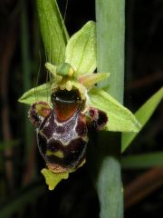 Ophrys scolopax Cav. Subsp. scolopax