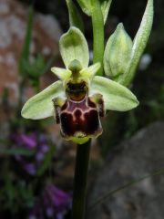 Ophrys scolopax Cav. Subsp. scolopax