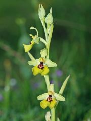 Ophrys lacaitae Lojac.