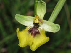 Ophrys lacaitae Lojac.