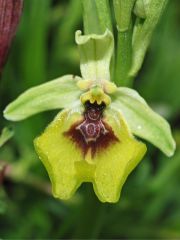 Ophrys lacaitae Lojac.