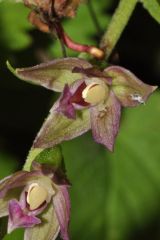 Epipactis placentina Bongiorni & Grùnanger