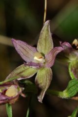 Epipactis placentina Bongiorni & Grùnanger