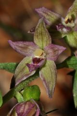 Epipactis placentina Bongiorni & Grùnanger