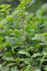 Epipactis placentina Bongiorni & Grùnanger