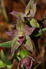 Epipactis placentina Bongiorni & Grùnanger