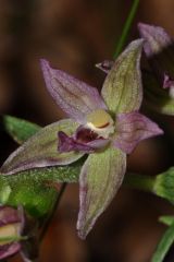 Epipactis placentina Bongiorni & Grùnanger