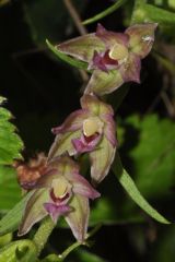 Epipactis placentina Bongiorni & Grùnanger