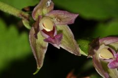 Epipactis placentina Bongiorni & Grùnanger