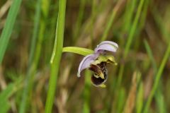 Ophrys scolopax subsp. cornuta (Steven) E.G. Camus