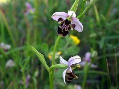 Ophrys scolopax subsp. cornuta (Steven) E.G. Camus