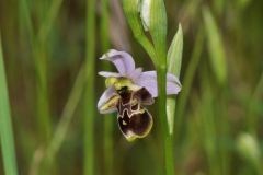 Ophrys scolopax subsp. cornuta (Steven) E.G. Camus