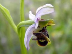 Ophrys scolopax subsp. cornuta (Steven) E.G. Camus