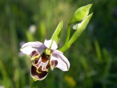 Ophrys scolopax subsp. cornuta (Steven) E.G. Camus