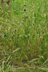 Ophrys scolopax subsp. cornuta (Steven) E.G. Camus