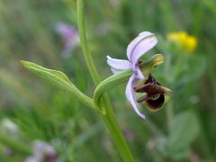 Ophrys scolopax subsp. cornuta (Steven) E.G. Camus