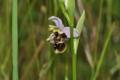 Ophrys scolopax subsp. cornuta (Steven) E.G. Camus