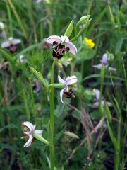 Ophrys scolopax subsp. cornuta (Steven) E.G. Camus