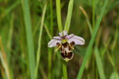 Ophrys scolopax subsp. cornuta (Steven) E.G. Camus