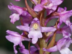 Gymnadenia odoratissima (L.) Rich.