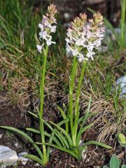 Gymnadenia odoratissima (L.) Rich.