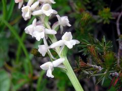 Gymnadenia odoratissima (L.) Rich.