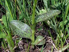 Dactylorhiza majalis (Rchb.) P.F. Hunt & Summerth.