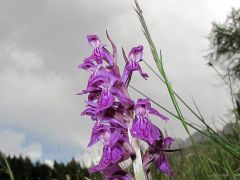 Dactylorhiza majalis (Rchb.) P.F. Hunt & Summerth.