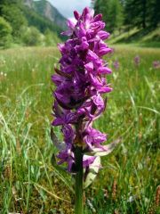 Dactylorhiza majalis (Rchb.) P.F. Hunt & Summerth.