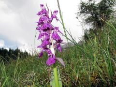 Dactylorhiza majalis (Rchb.) P.F. Hunt & Summerth.