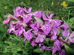 Dactylorhiza majalis (Rchb.) P.F. Hunt & Summerth.