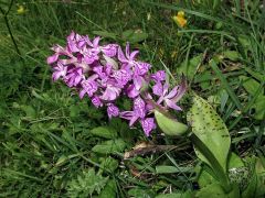 Dactylorhiza majalis (Rchb.) P.F. Hunt & Summerth.