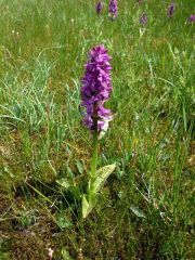 Dactylorhiza majalis (Rchb.) P.F. Hunt & Summerth.