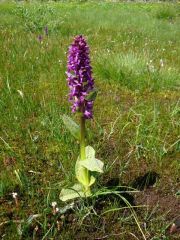 Dactylorhiza majalis (Rchb.) P.F. Hunt & Summerth.