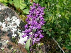 Dactylorhiza majalis (Rchb.) P.F. Hunt & Summerth.