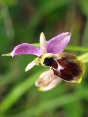 Ophrys panattensis Scrugli, Cogoni & Pessei