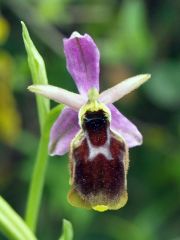 Ophrys panattensis Scrugli, Cogoni & Pessei