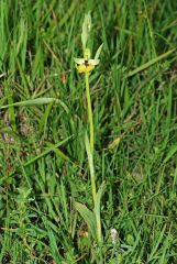 Ophrys lacaitae Lojac.