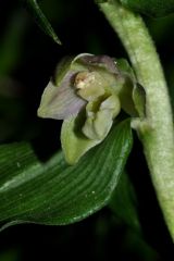 Epipactis helleborine subsp. orbicularis (K. Richt.) E. Klei